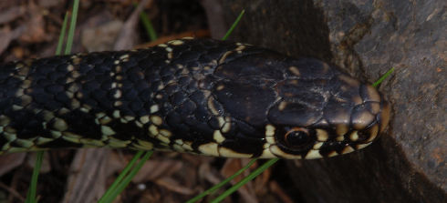 Qualche Hierophis viridiflavus nell''habitat